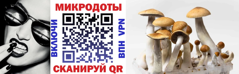 Галлюциногенные грибы Psilocybine cubensis Купить Канск